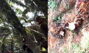 Gerombolan preman memanen buah sawit perkebunan warga di Desa Besilam Bukit Lembasa, Kecamatan Wampu, Langkat
